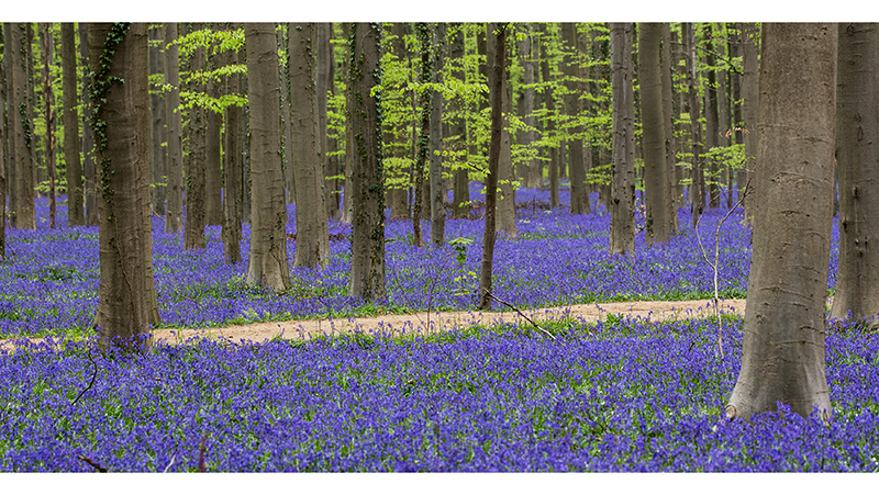 Hallerbos