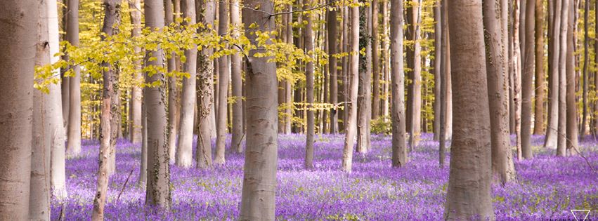 Hallerbos