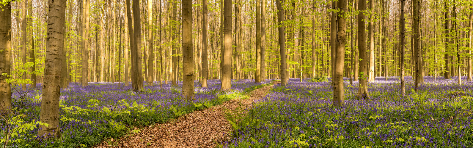 ** Hallerbos **