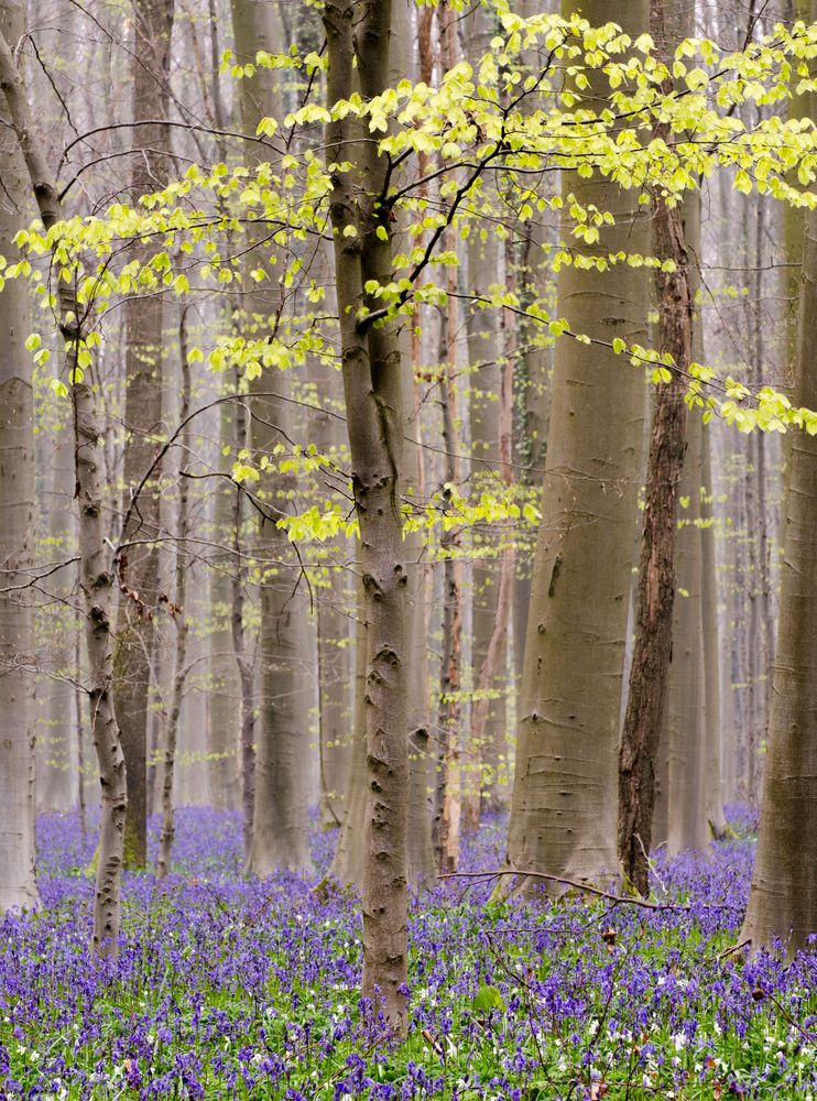 Hallerbos