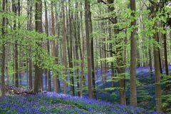 Hallerbos