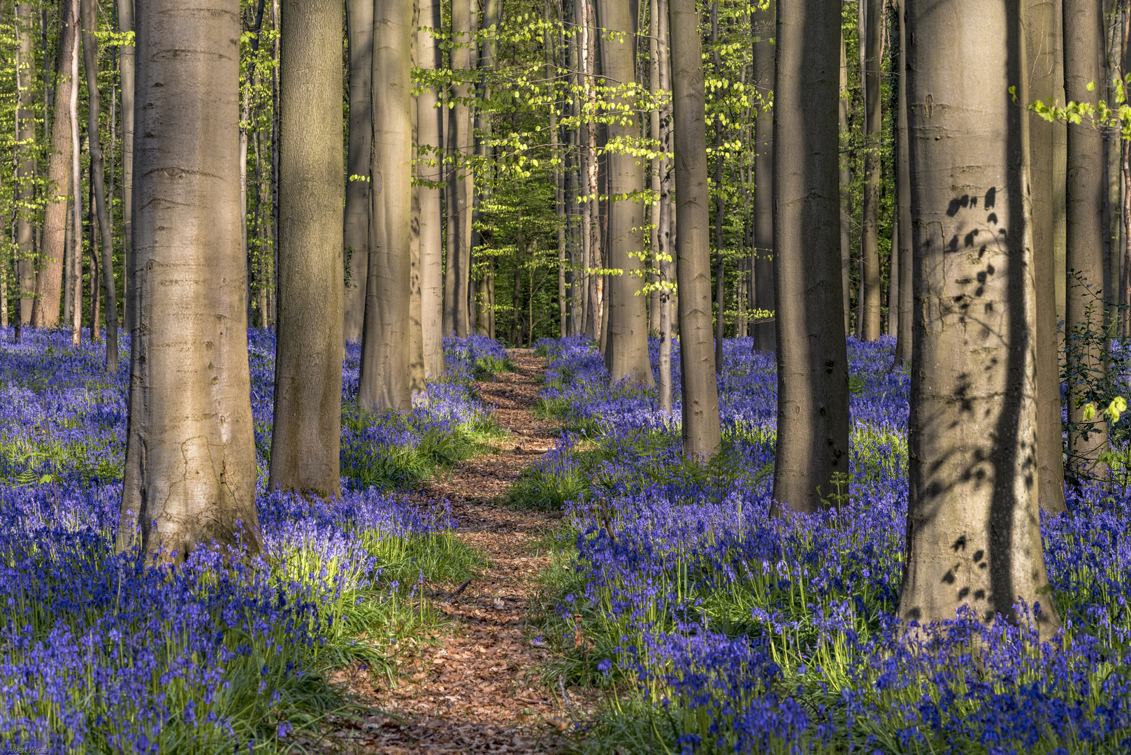 *Hallerbos*