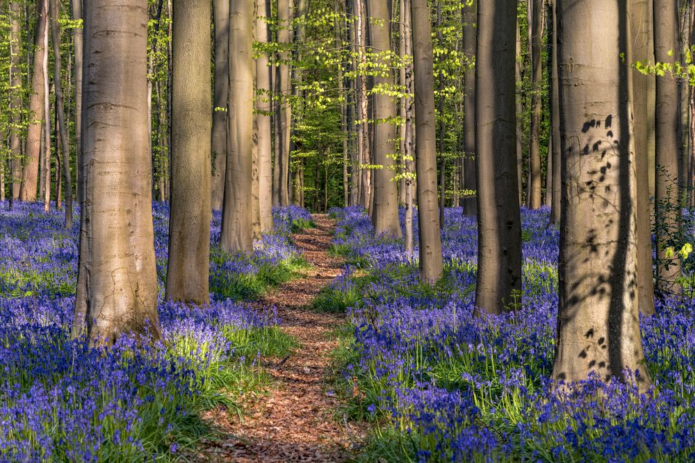 *Hallerbos*