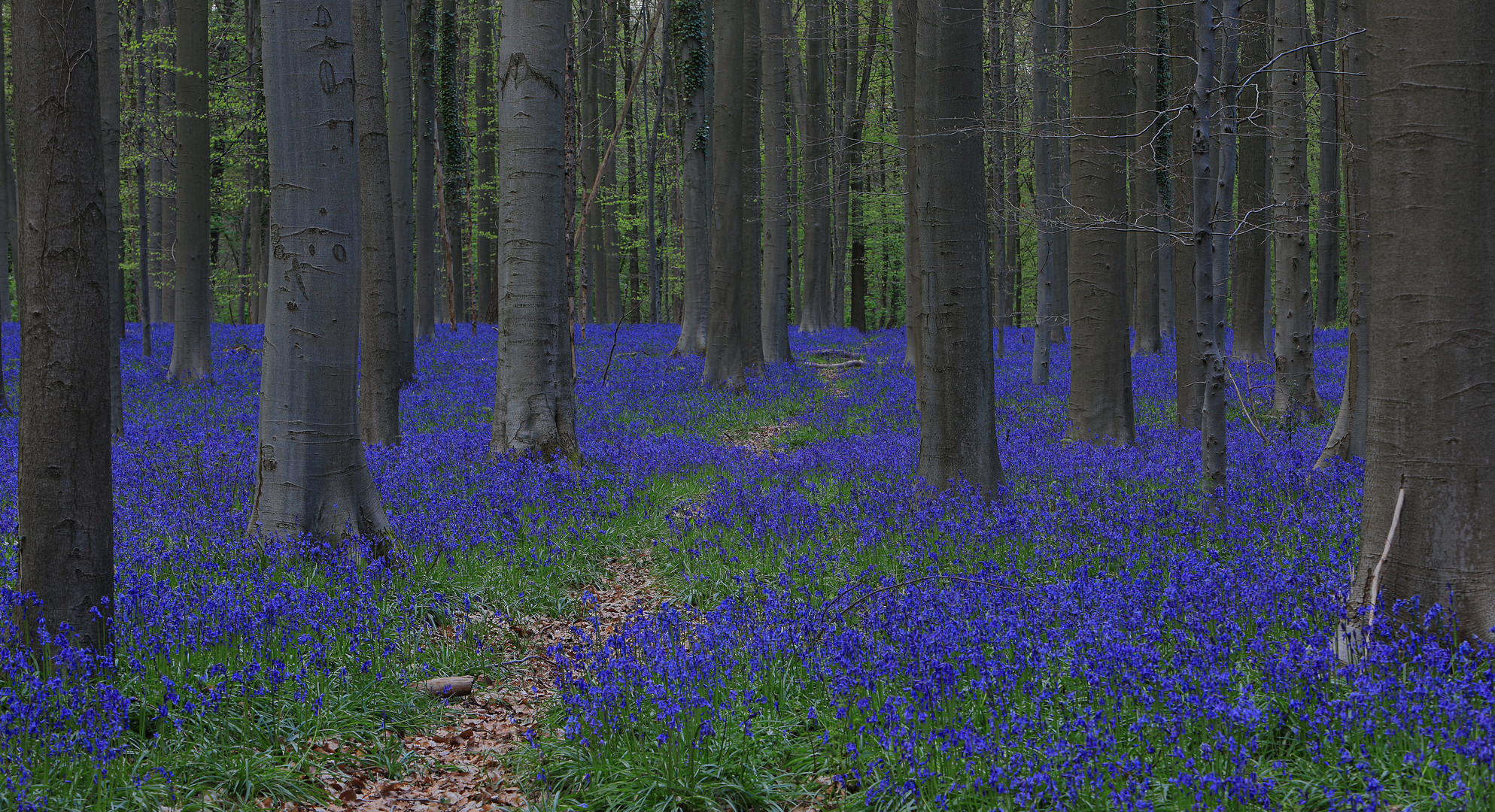 Hallerbos