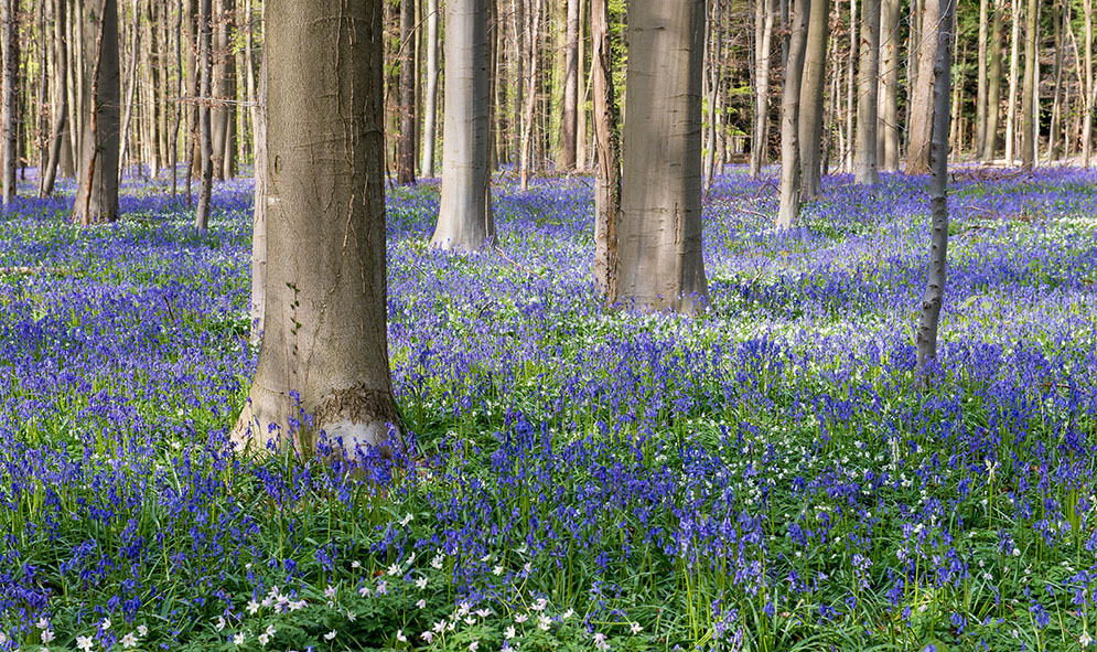 Hallerbos am 19.4.