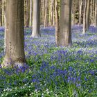 Hallerbos am 19.4.