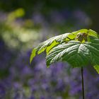 Hallerbos