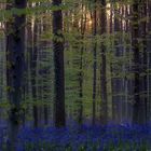 Hallerbos - Blue Forest