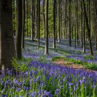 Hallerbos Bluebells