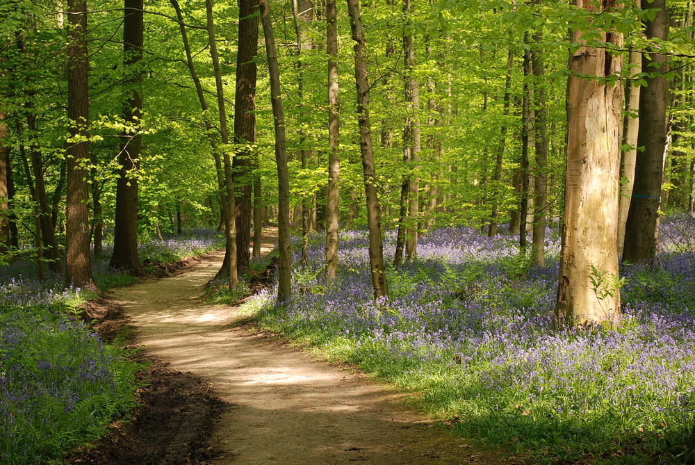 Hallerbos , Brussels .