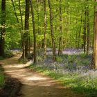 Hallerbos , Brussels .