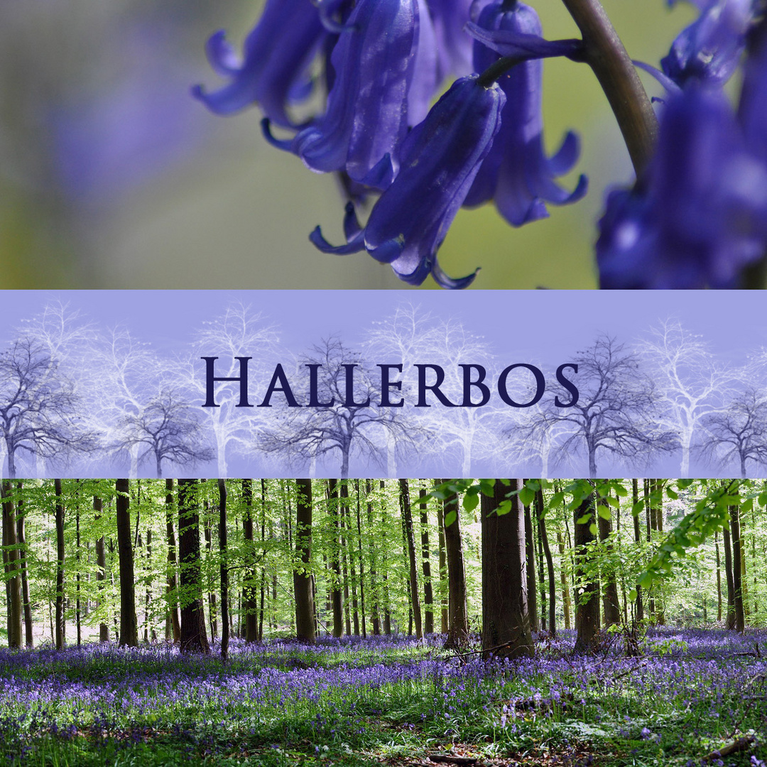 Hallerbos collage