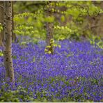 hallerbos