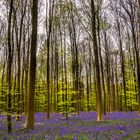 hallerbos