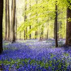 Hallerbos - ein Wald voll Hasenglöckchen