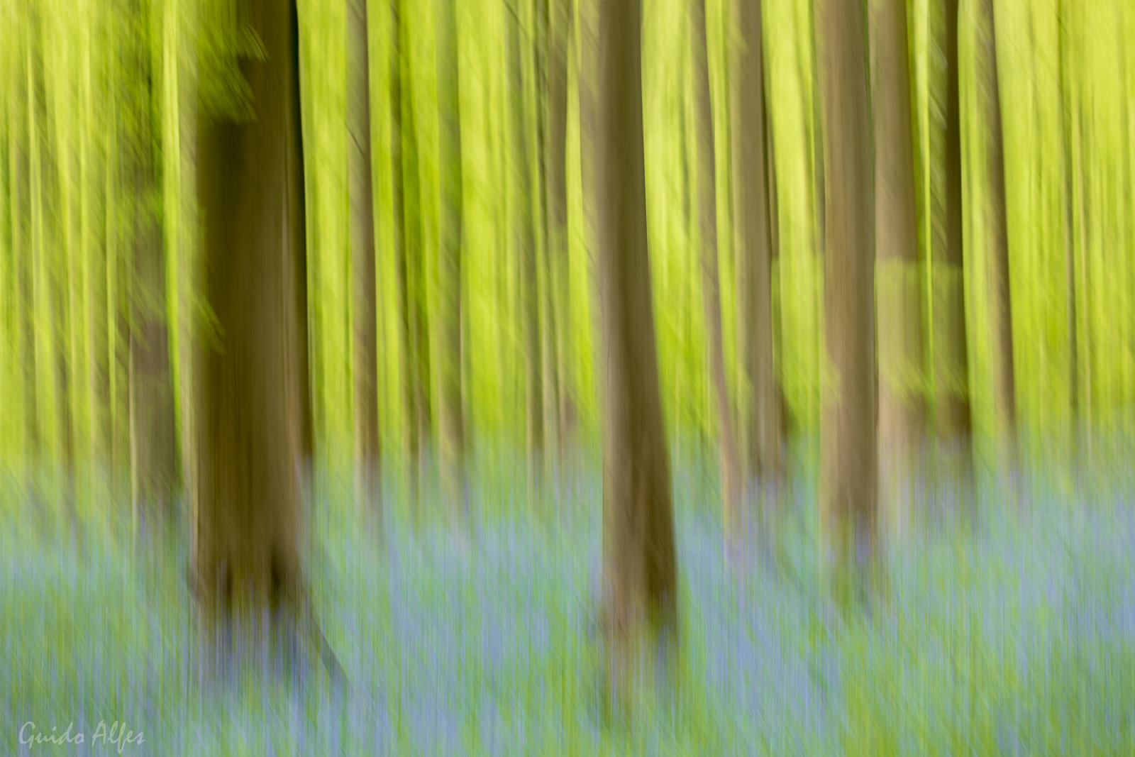 Hallerbos gewischt