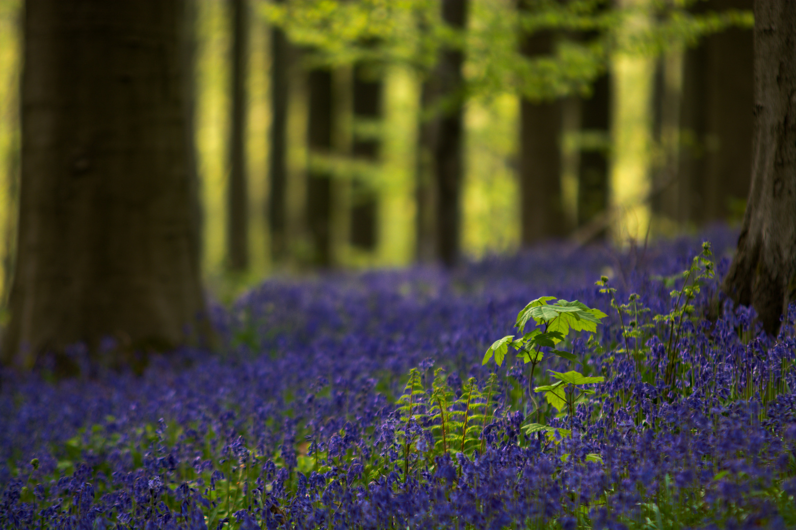 Hallerbos II