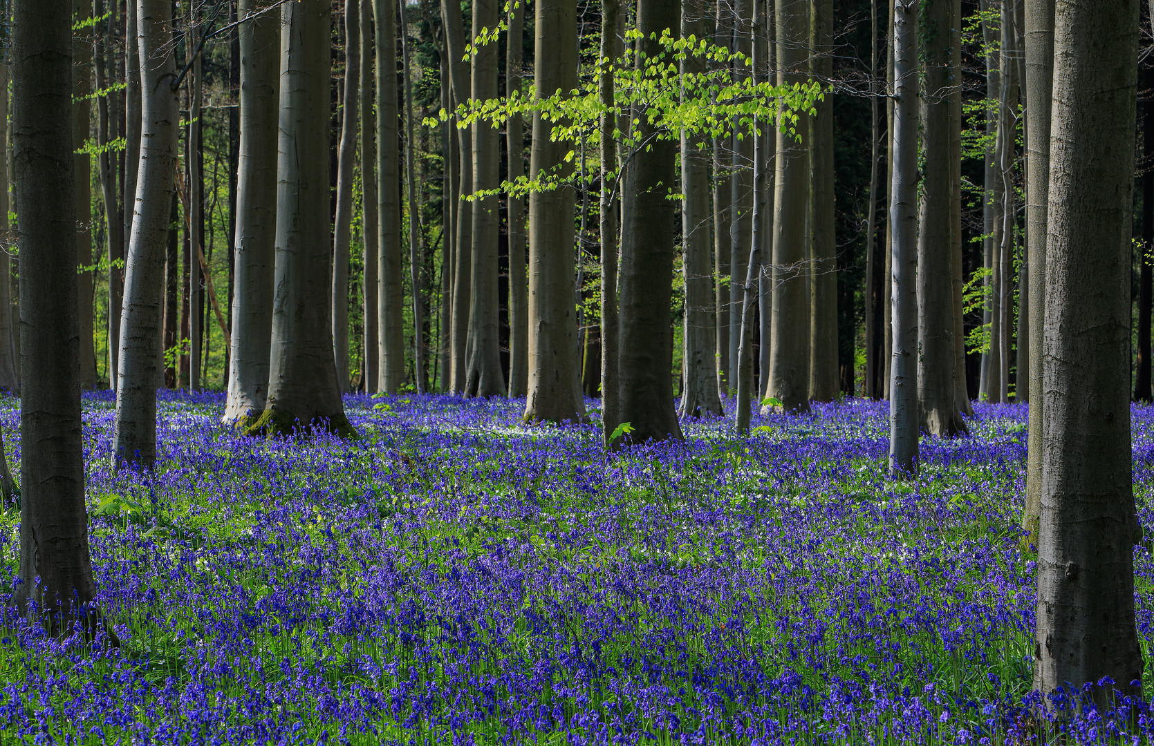 Hallerbos II