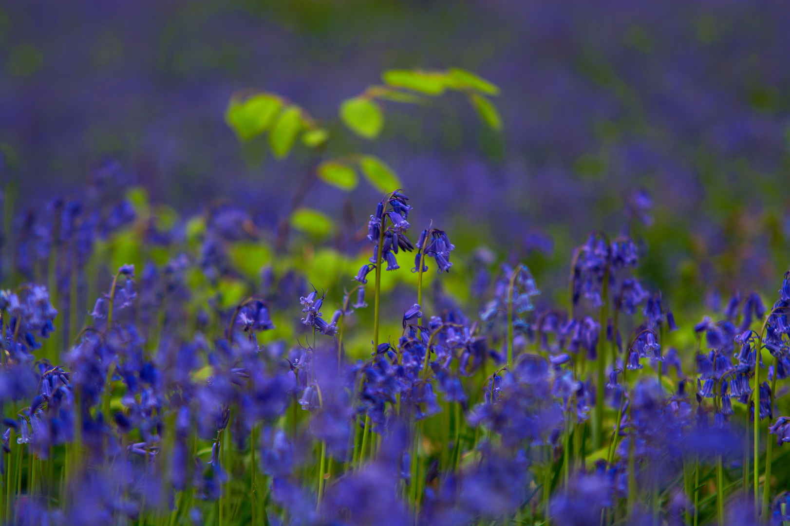 Hallerbos III