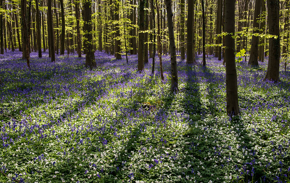 Hallerbos im Gegenlicht