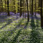 Hallerbos im Gegenlicht