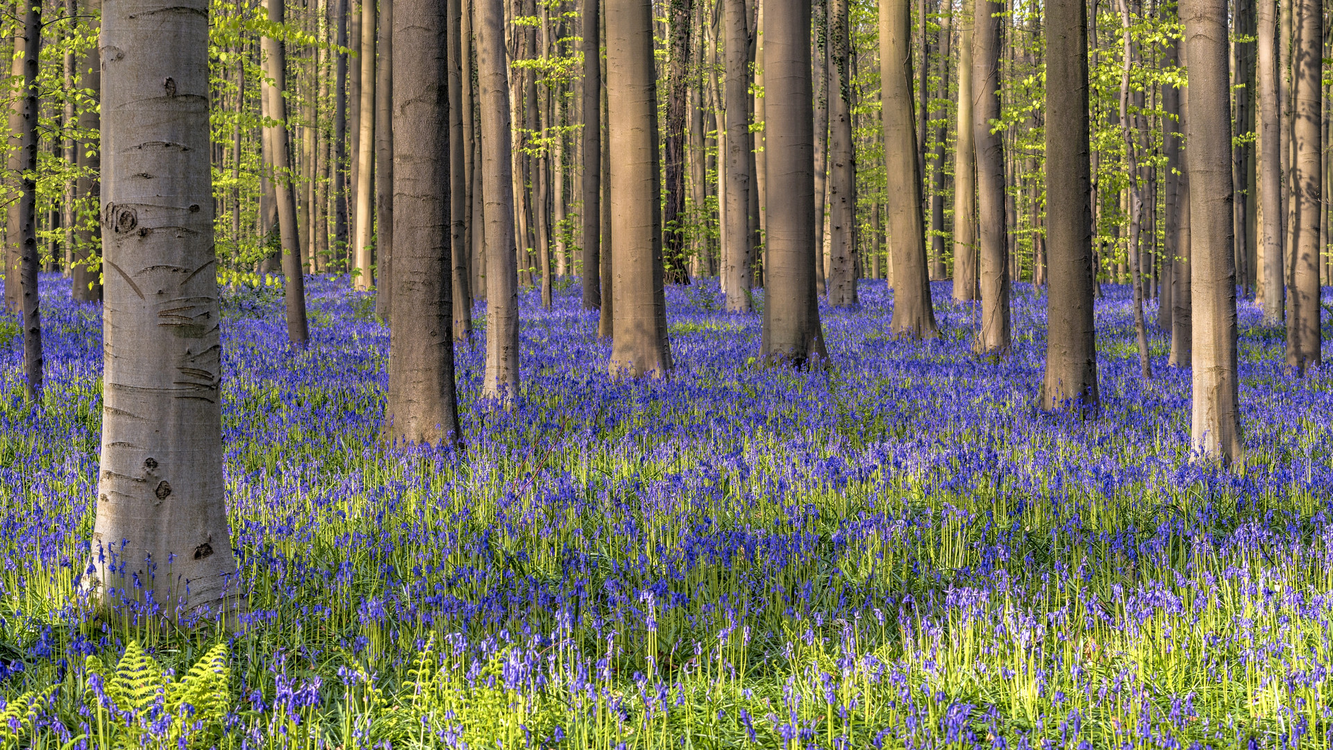 *Hallerbos im Morgenlicht*