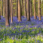 *Hallerbos im Morgenlicht*