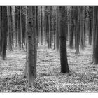 Hallerbos in schwarzweiss