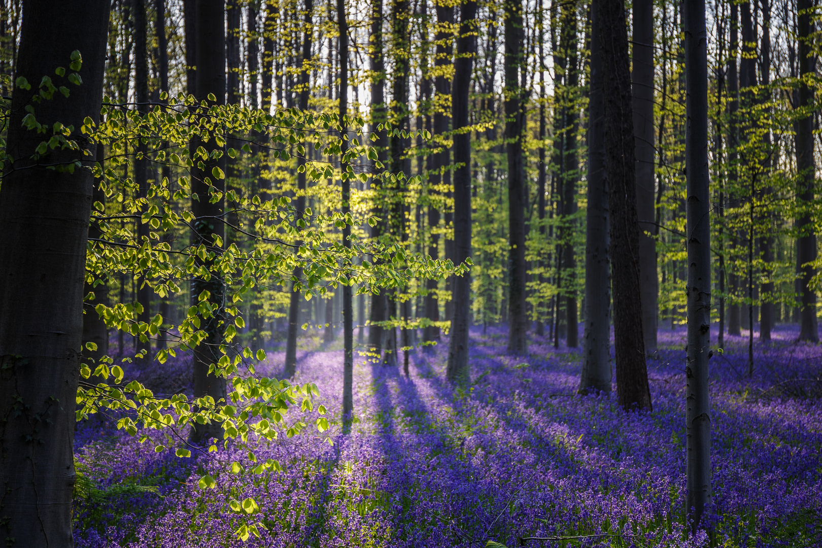 Hallerbos Light