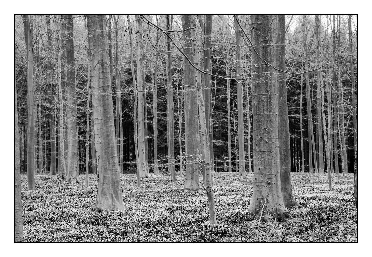 Hallerbos schwarzweiss II