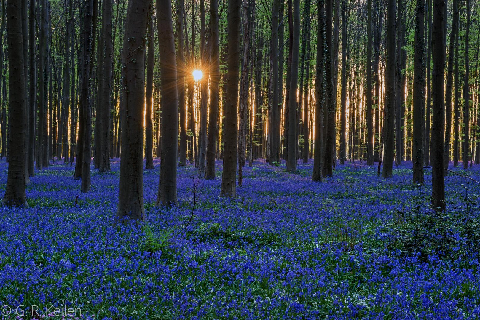 Hallerbos Sunrise