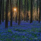 Hallerbos Sunrise