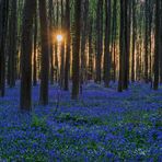 Hallerbos Sunrise