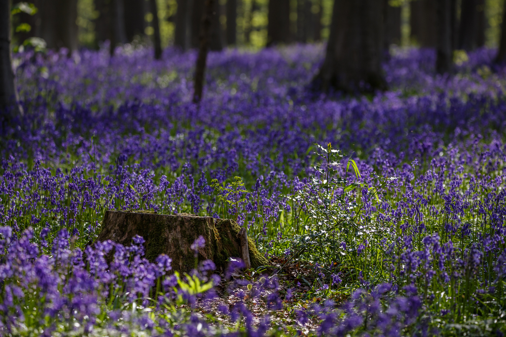 Hallerbos Tree