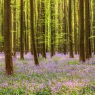 hallerbos, wald, gegenlicht, panorama, blumen, hyazinthen