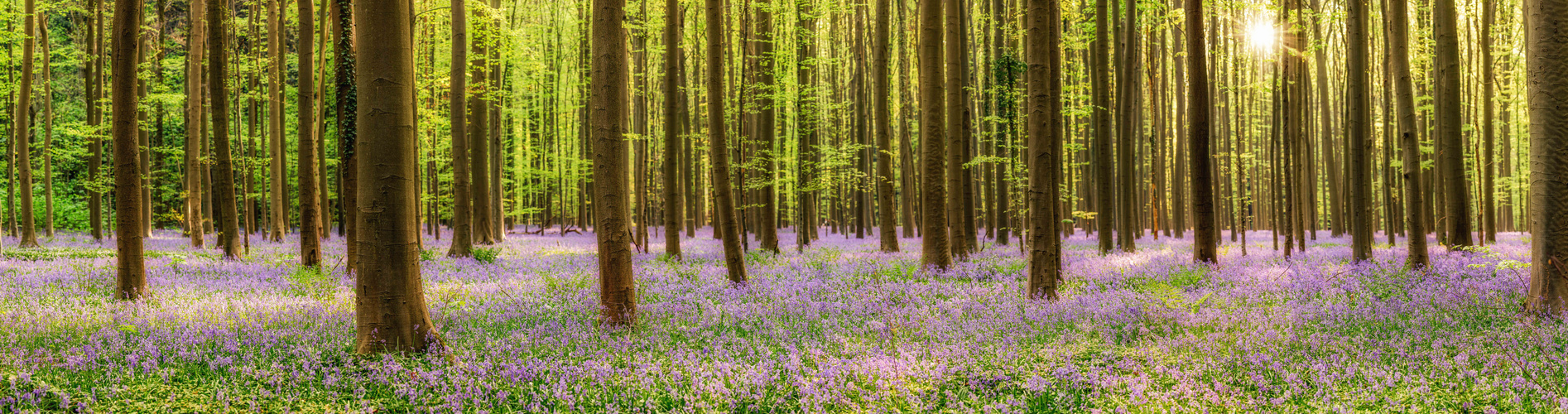 hallerbos, wald, gegenlicht, panorama, blumen, hyazinthen