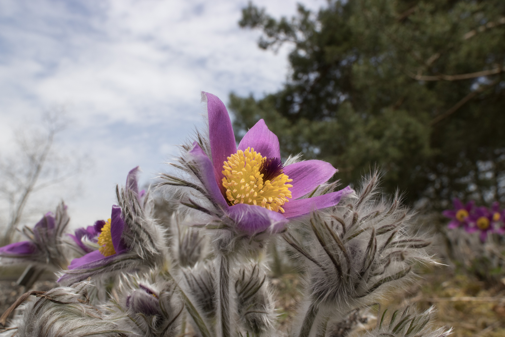 Hallers Kuhschelle (Pulsatilla halleri)