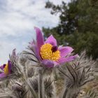 Hallers Kuhschelle (Pulsatilla halleri)