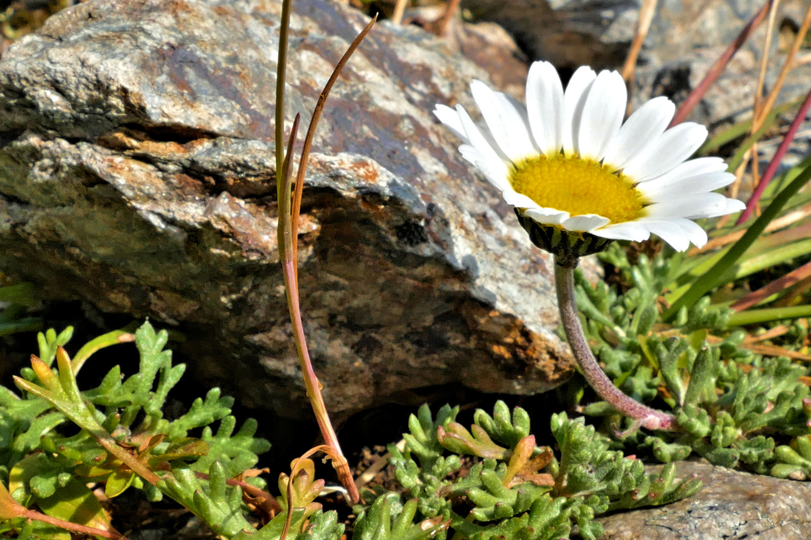 Hallers Wucherblume