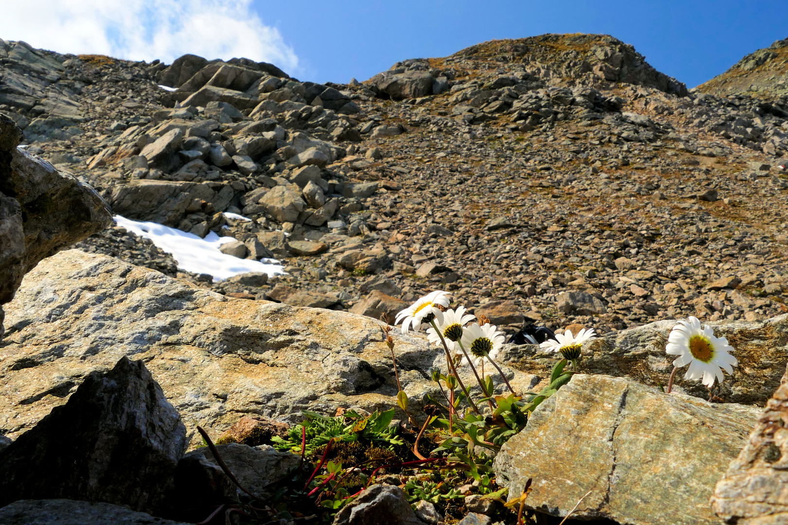 Hallers Wucherblume am Furkelsee - 2 -