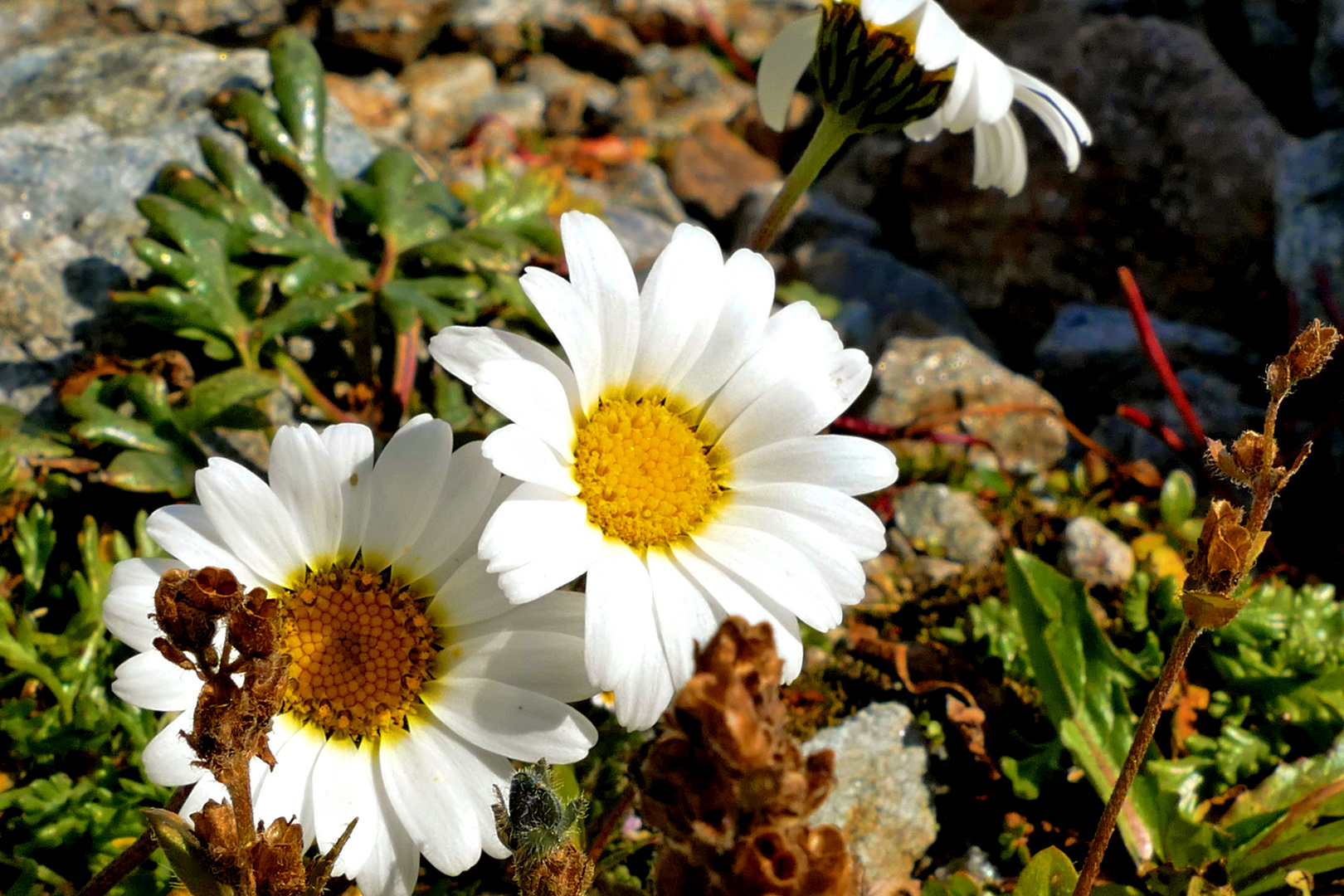 Hallers Wucherblume am Furkelsee