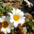 Hallers Wucherblume am Furkelsee