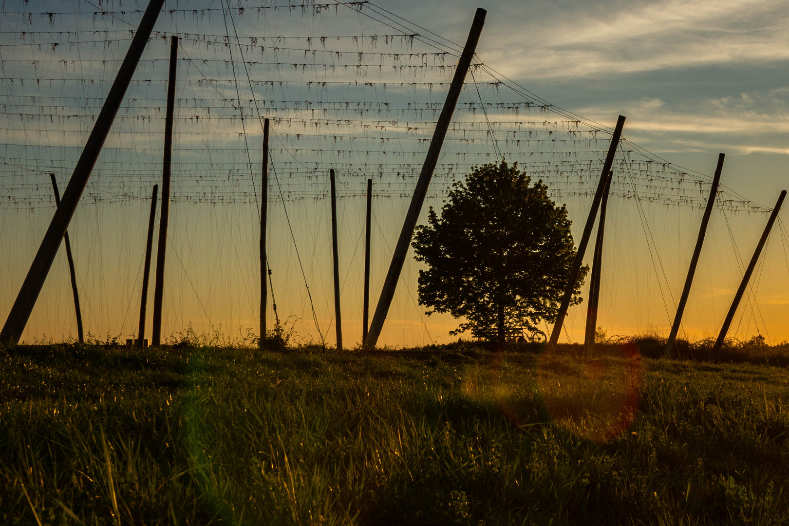 Hallertau am Abend