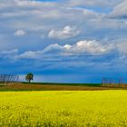 Hallertau: Hopfen und Raps