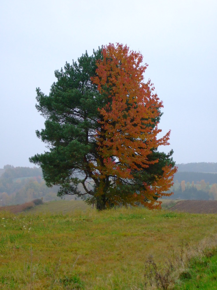 Hallertauer Herbstspaziergang I