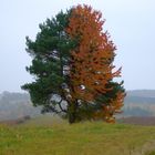 Hallertauer Herbstspaziergang I