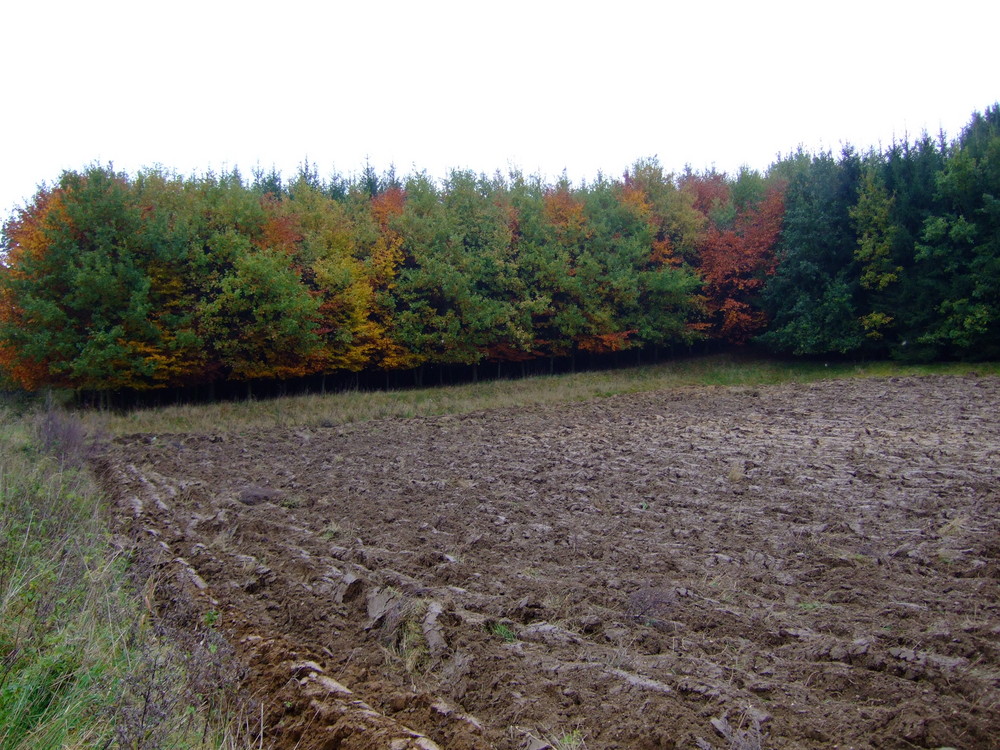 Hallertauer Herbstspaziergang III