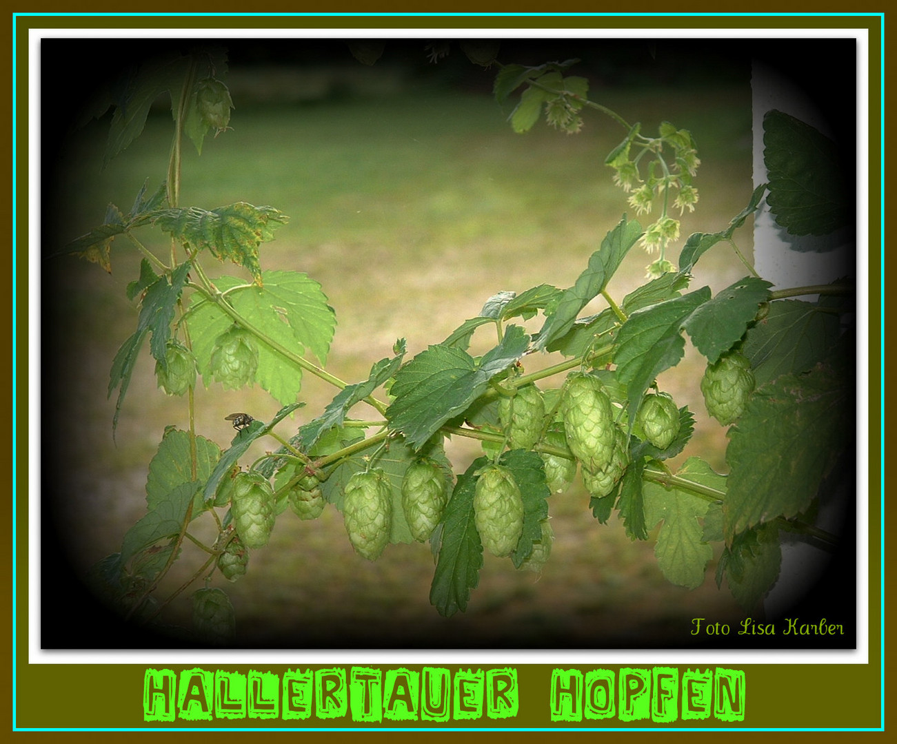 Hallertauer Hopfen