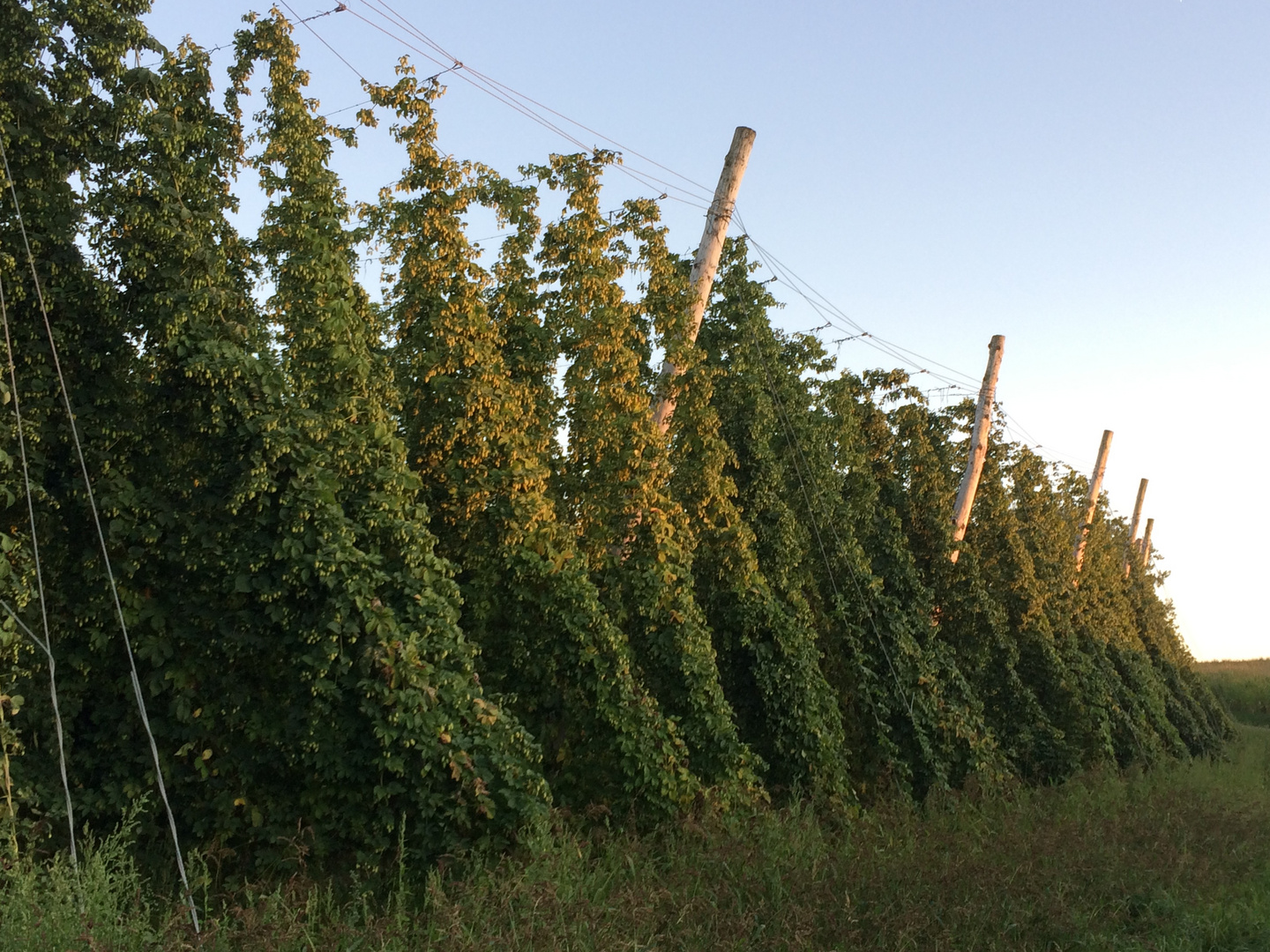 Hallertau_Volkenschwand_Hopfengarten