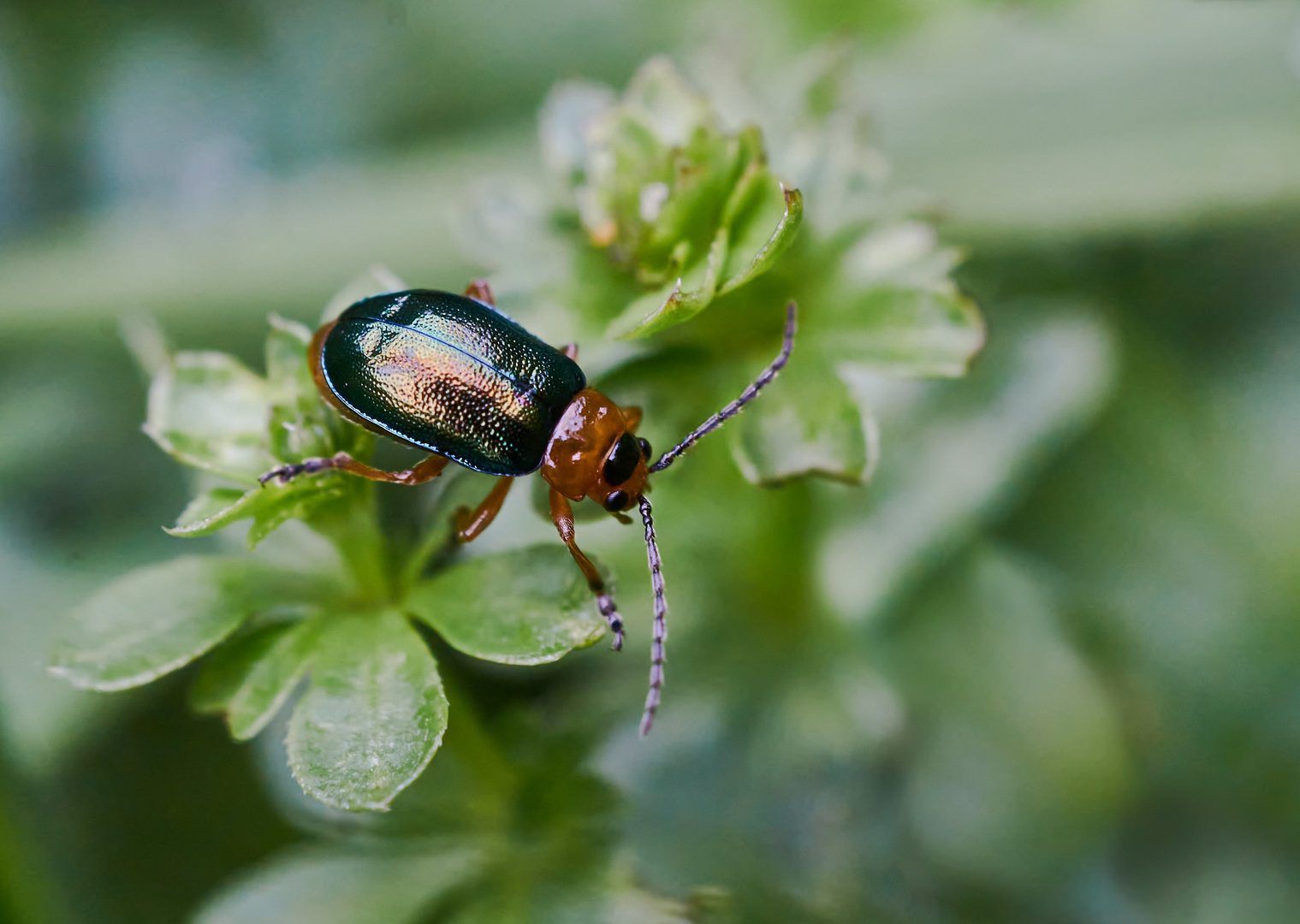 Hallescher Blattkäfer (Sermylassa halensis)